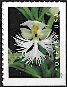 Eastern Prairie Fringed Orchid (Platanthera leucophaea)