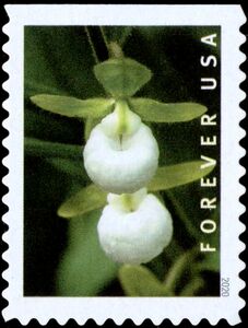 California Lady's Slipper (Cypripedium californicum)