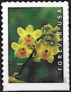 Yellow Cow Horn Orchid (Cyrtopodium polyphyllum)