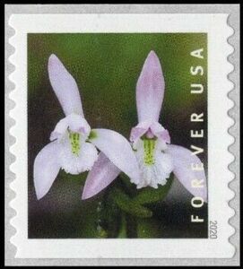 Three Birds Orchid (Triphora trianthophoros)