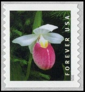 Showy Lady's Slipper (Cypripedium reginae)