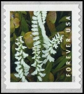 Marsh Lady's Tresses (Spiranthes odorata)