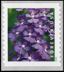Greater Purple Fringed Bog Orchid (Platanthera grandiflora)
