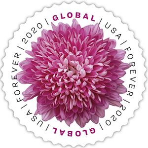 Chrysanthemum