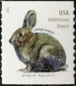 Brush Rabbit (Sylvilagus bachmani)