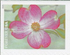Pink Dogwood