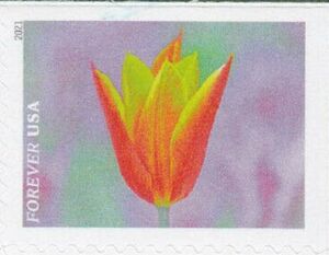 Orange - Yellow Tulip