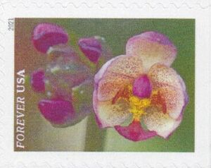 Pink and White Moth Orchid (Phalaenopsis)