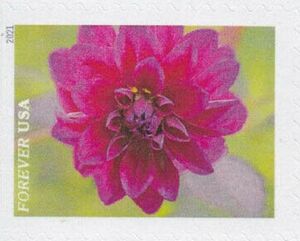 Dahlia
