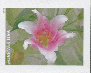 Asiatic Lily