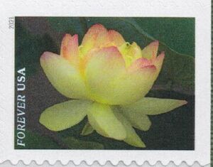 Yellow American Lotus