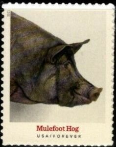 Mulefoot Hog