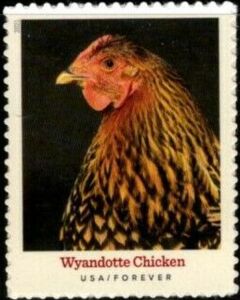 Wyandotte Chicken