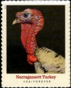 Narragansett Turkey