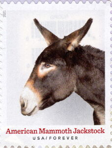 American Mammoth Jackstock