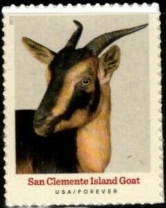 San Clemente Island Goat
