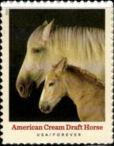 American Cream Draft Horse