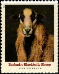 Barbados Blackbelly Sheep