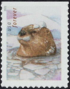 North American river otter (Lontra canadensis)