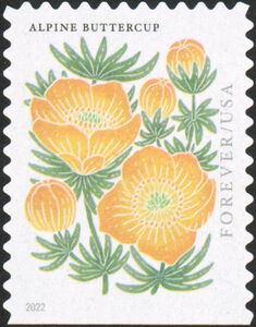 Alpine Buttercup