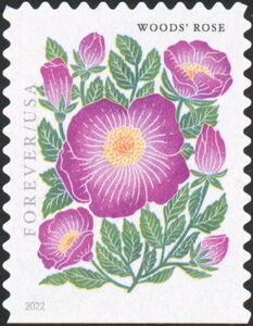 Woods Rose