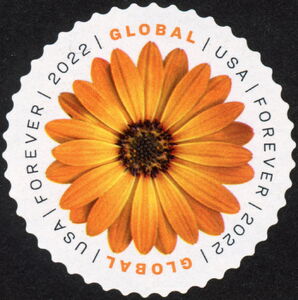African Daisy