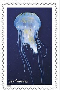 Atlantic Sea Nettle, Gray's Reef Nat Marine Sanctuary