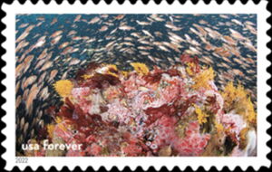 Young Rockfish Exploring Reef, Cordell Bank Nat Marine Sanct