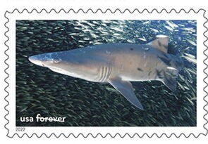 Sand Tiger Shark, Monitor National Marine Sanctuary