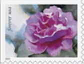 Camellia