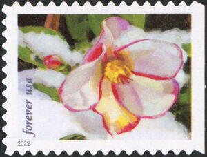 Hellebore