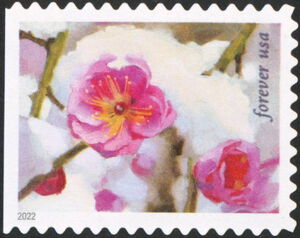 Plum Blossoms