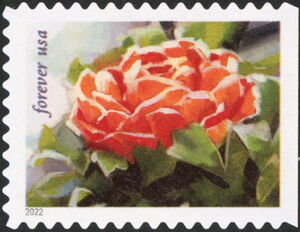 Ranunculus