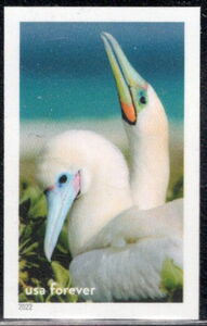 Red-footed Boobies