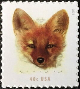 Red Fox (Vulpes vulpes)