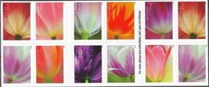 Tulip Blossoms