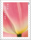 Tulip Blossoms
