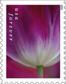 Tulip Blossoms