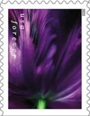 Tulip Blossoms