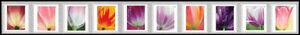 Tulip Blossoms