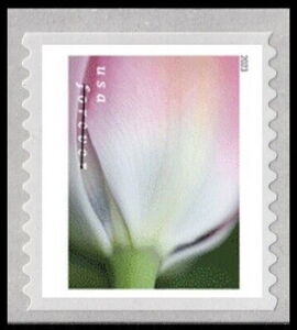 Tulip Blossoms