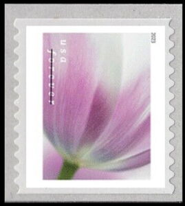 Tulip Blossoms