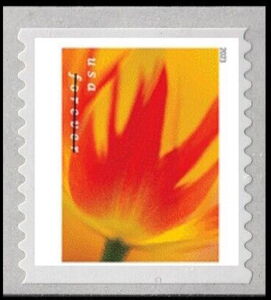Tulip Blossoms