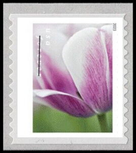 Tulip Blossoms