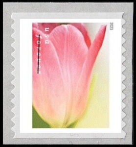 Tulip Blossoms