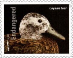 Laysan Teal (Anas laysanensis)