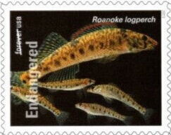 Roanoke Logperch (Percina rex)