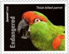Thick-Billed Parrot (Rhynchopsitta pachyrhyncha)