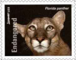 Florida Panther (Puma concolor couguar)
