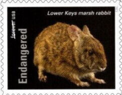 Lower Keys Marsh Rabbit (Sylvilagus palustris hefneri)